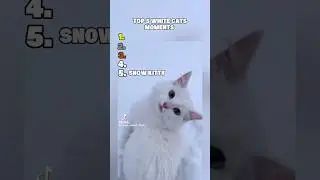 🐾 Top 5 Most Beautiful White Cats 😻✨ | Stay till the end for the cutest one!