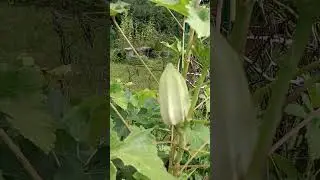 LITFM - Iraqi Bamia Okra
