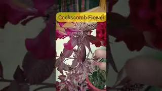 Winter's Cockscomb Flower #shorts