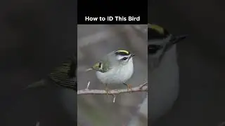 Can you identify this tiny bird?