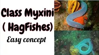 Agnathans Introduction | Hagfishes | Lifestyle of Hagfishes| #science #biology #viralvideo