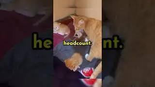 Co-Parenting Cats