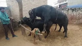 सुबह छोटी कटिया की शानदार मेटिंग #meting #bull #bafflo 
