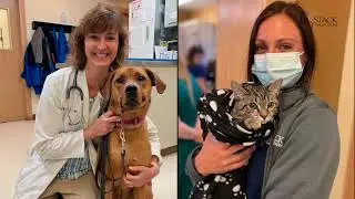 2022 AAHA-Accredited Practice of the Year Finalists
