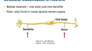Classification of Neurons