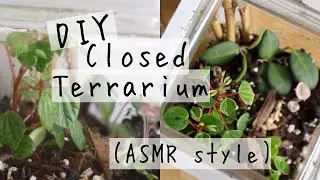 DIY Closed Terrarium ASMR
