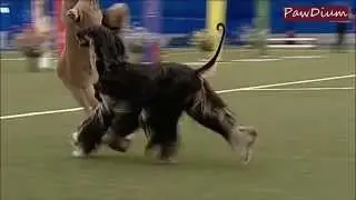 PawDium suorat netti-TV l&auml;hetykset  2015