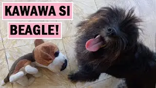 FUNNY DOG'S PLAY ROUGH WITH HER BEAGLE BFF BEST FRIEND FOREVER | MIRACLE MARILAG