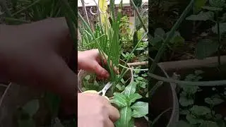 My house small garden