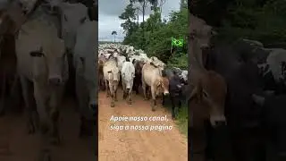 Muladeiro no berrante com boiada🐂🎺 #burro #Mula #muares #Muladeiro #Tropeiro #cavalo #marcha #burro