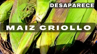 EL ÚLTIMO MAÍZ CRIOLLO
