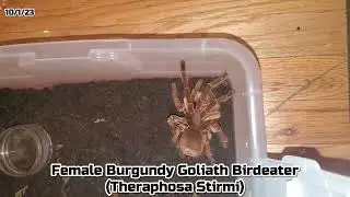 Female Burgundy Goliath Tarantula (Theraphosa Stirmi) #tarantula #stirmi #goliathtarantula #spider