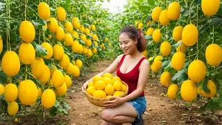 Harvesting Ripe Korean Melons and Selling at a Small Country Market