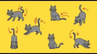 Объяснение языка тела кошек