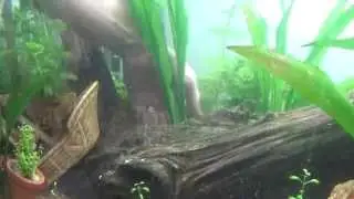 Replantando Amazonense novo