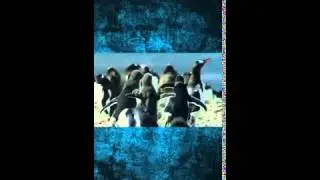 Documentary, 2015, Documentaries, TV, Films, Atlantic The Wildest Ocean on Earth 2