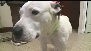 Animal Charity in danger of closing unless it gets a full-time vet