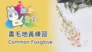 紙上畫室-畫毛地黃