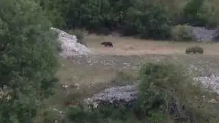 video paletta bruno orso a villalago 23-8-2015