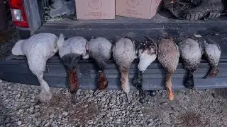 Duck hunting at the club ! Los Banos Ca