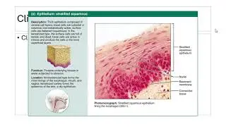 Epithelial tissue