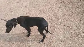 Today Vlog on this Cute puppy that is very amazing Dog