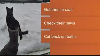 Tips for keeping pets safe during Spokane's Arctic Blast