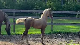 STILLBROOK SIREN SONG: Palomino Morgan Mare For Sale