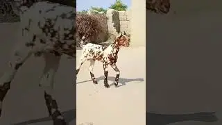 Check Quality | Baby Teddy BakrA #viral #desi #cute #love #bakra#farming #eid #qurbani #facts