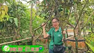V&uacute; sữa mica c&acirc;y lớn đang tr&aacute;i sẵn
