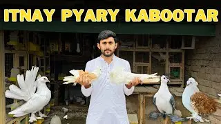 Itnay pyary kabootar 🕊️ | kabootar farming | Chiri Udi.