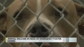 Albuquerque's Animal Welfare shelter full, emergency fosters needed