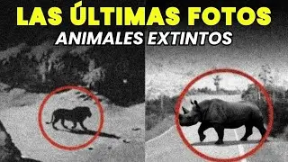 Una Foto antes de Desaparecer: Especies borradas para siempre