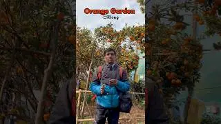 Sittong কমলালেবুর গ্রাম 🍊  | Best Time to Visit | North Bengal Offbeat #shorts