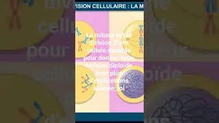 la mitose