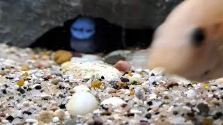 Wild mbuna shipment:mbenji islands