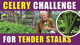 Grow Tender Celery, Watering, Blanching & No Dig