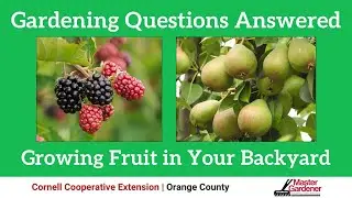 Growing Fruit in Your Backyard | Gardening Questions Answered