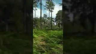 Birdsong - 60 Seconds ASMR Video - Background Noise