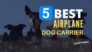 ⭕ Top 5 Best Dog Carrier for Airplane 2022 [Review and Guide]