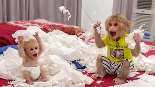 So Funny! Monkey Kyo and the Baby Monkey Go Wild with Paper 😆