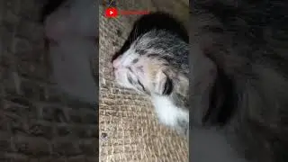 babycat is crying 🐱🥺❤#babycat #newborn #crying #cryingcat #kittenworld