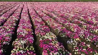 Mesembryanthemum Mixed flower seed production 2021 @ Biocarve Seeds