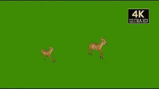 Deer walking green screen video free download