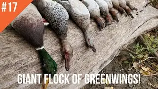 GIANT FLOCK OF GREENWINGS! - PUBLIC LAND DUCK HUNTING - NEBRASKA DUCK HUNTING