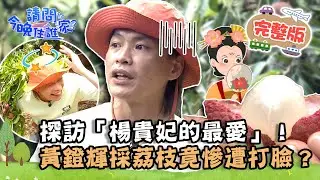 【彰化】探訪「楊貴妃的最愛」！黃鐙輝採荔枝竟慘遭打臉？打造地獄級特製料理讓竇哥快吐了！📌芬園【請問 今晚住誰家】20220725 EP583 竇智孔 黃鐙輝