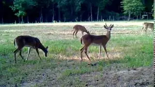 ScentBlaster&trade; attracts buck