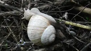 Snail #animals #shorts 