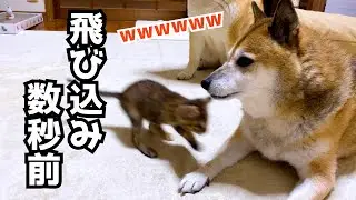 急な子猫の突進やしっぽクンクンにびっくりしまくりな不器用柴犬パパ！笑