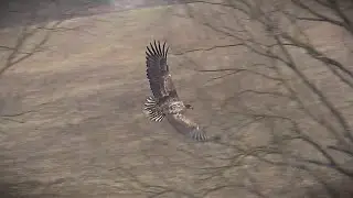 OREL MOŘSKÝ (Haliaeetus albicilla)